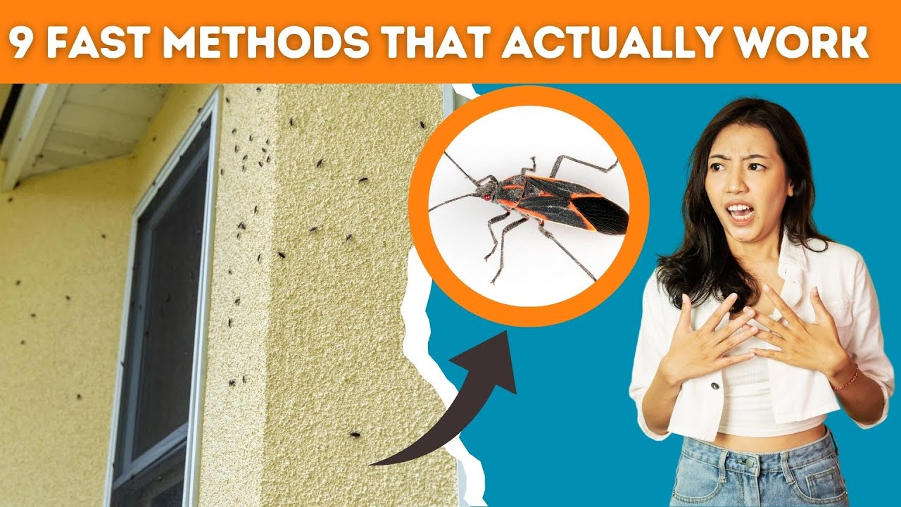 How To Get Rid Of Boxelder Bugs and Stop Them From Coming Back