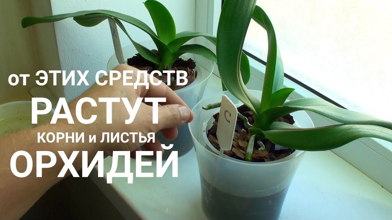 ПИТАТЕЛЬНЫЙ ПОЛИВ ОРХИДЕЙ от какого средства растут корни и листья ОРХИДЕИ быстрее?