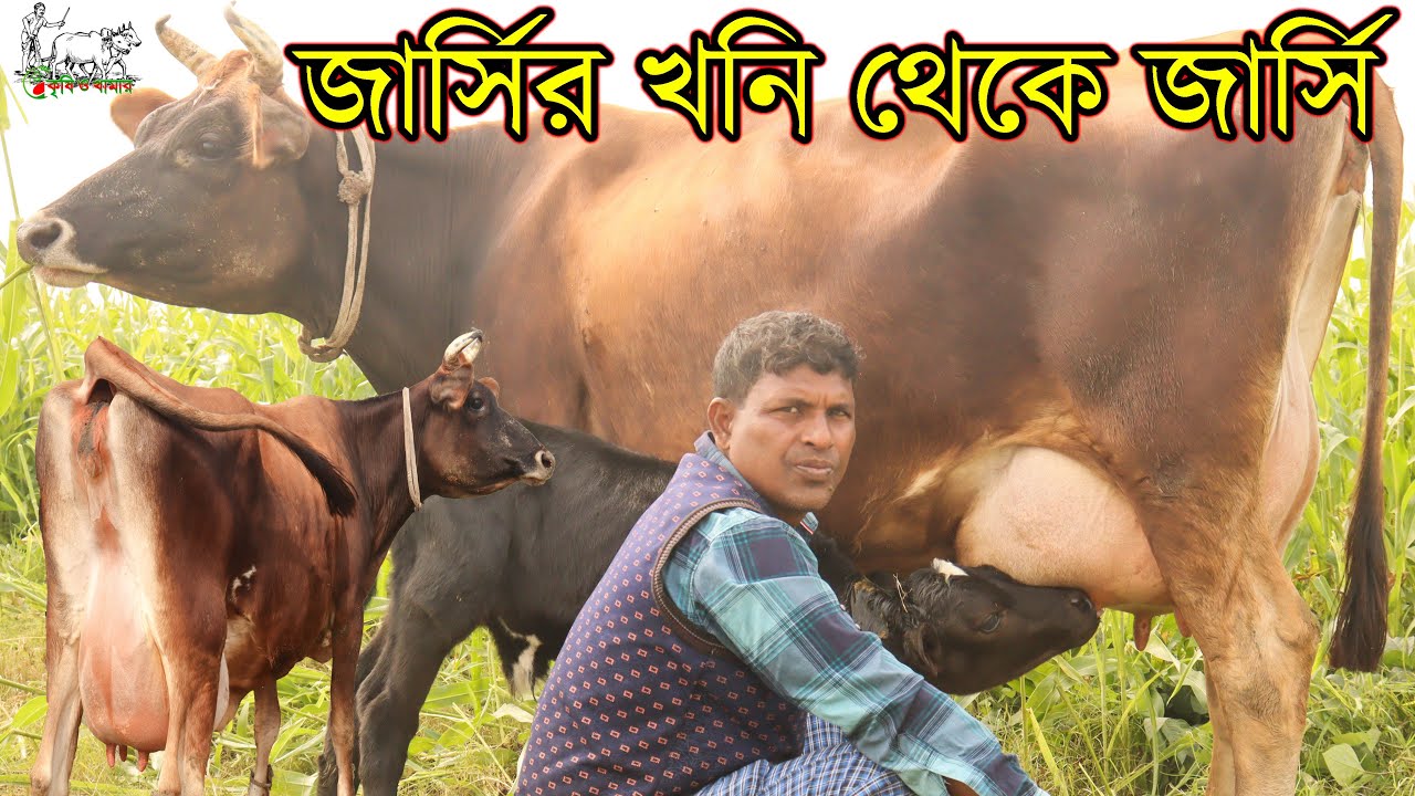 সারা বাংলাদেশের ব্যাপারীরা যে পাথার হতে জার্সি গাভী আনে সেখানে জার্সি দেখুন। মিল্কভিটার জার্সির খনি।