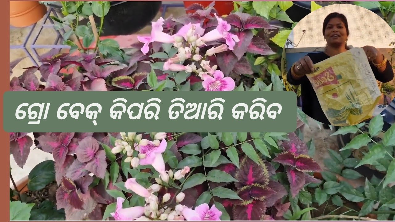 ଗ୍ରୋବେକ୍ चावल की बेकार बोरी से ग्रो बैग बनाने का आसान तरीका | How To Make Grow Bag at Home #growbag
