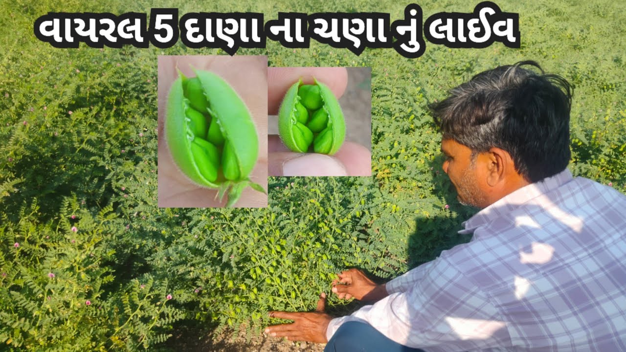 વાયરલ 5 દાણા ના ચણા નું લાઈવ ફિલ્ડ જોવો #પુષામાનવ