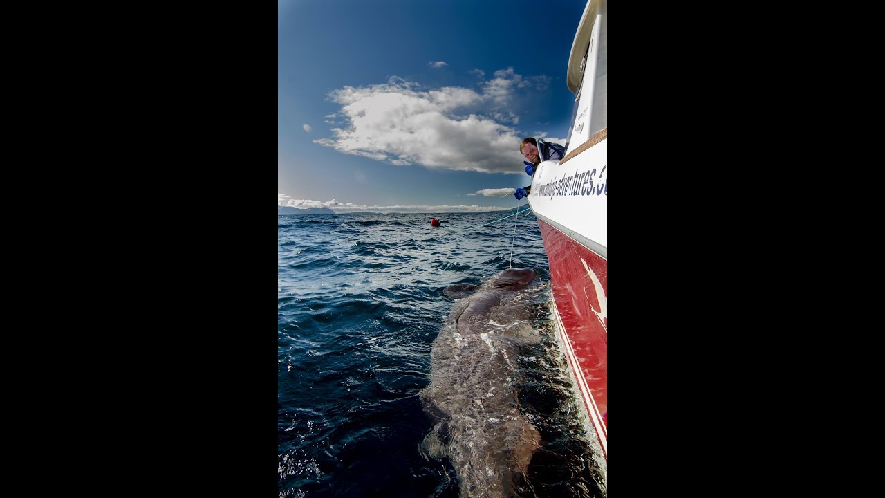 950 pound Greenlandshark, Andorja Adventures 2013