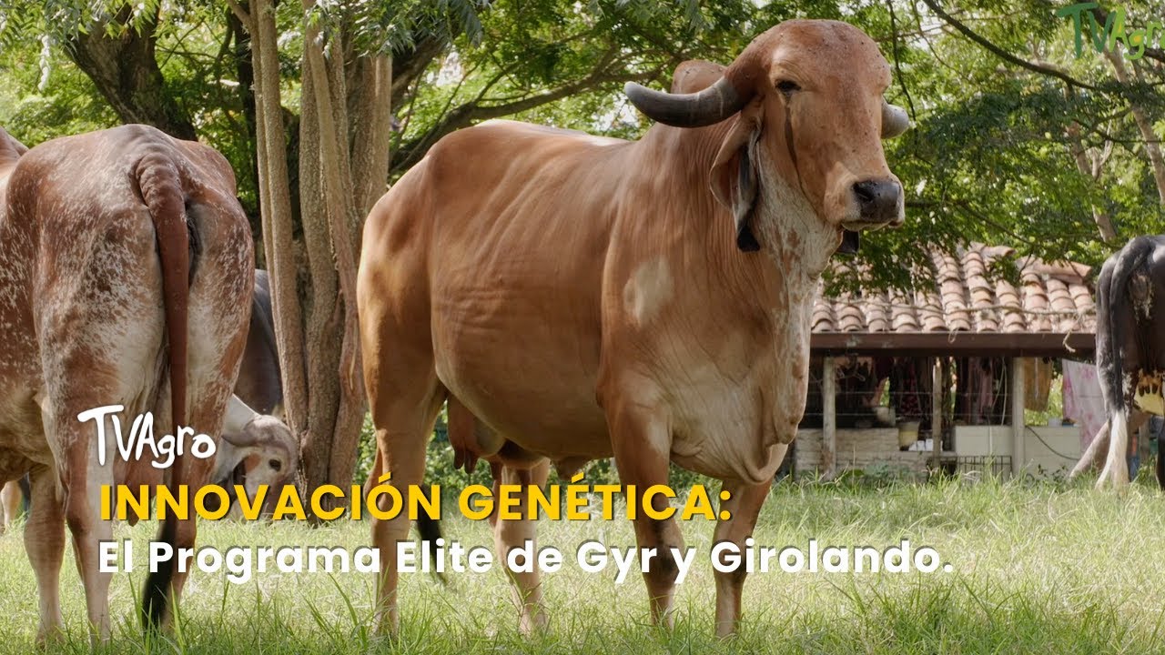 Innovaci&oacute;n Gen&eacute;tica: El Programa Elite de Gyr y Girolando - TvAgro por Juan Gonzalo Angel