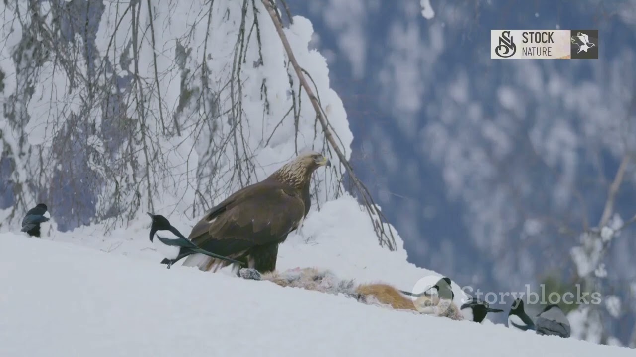 Struggle of a hungry eagle.