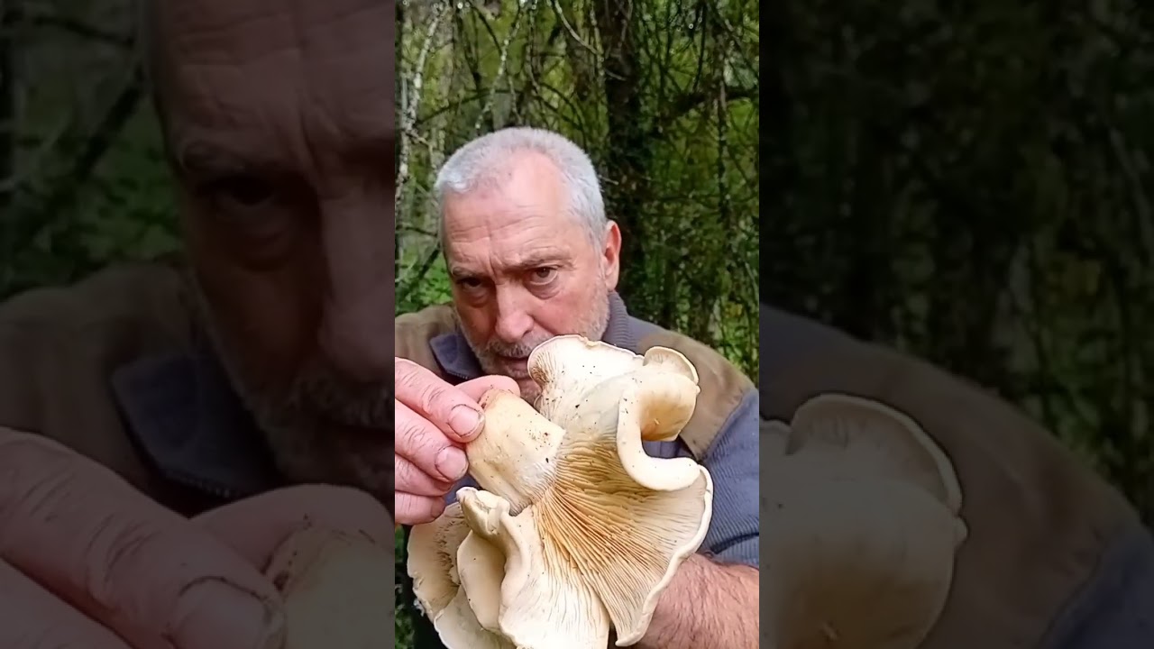 &iexcl;Una seta de San Jorge GIGANTE! 🤯🍄🤯 La m&aacute;s grande que he visto nunca
