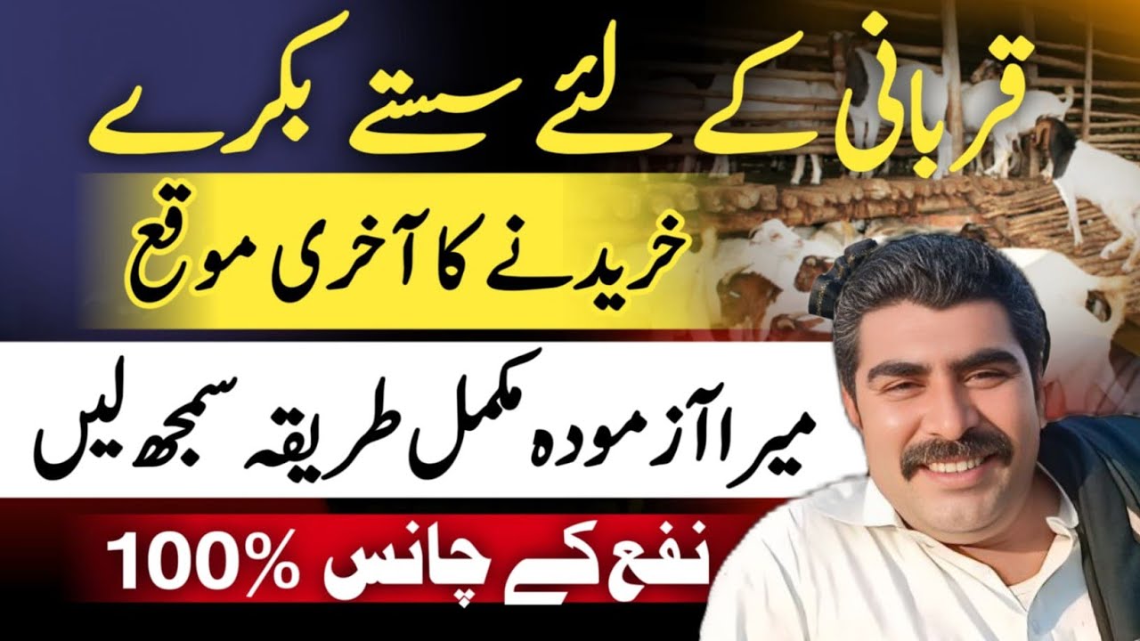 Last chance to buy Qurbani animal