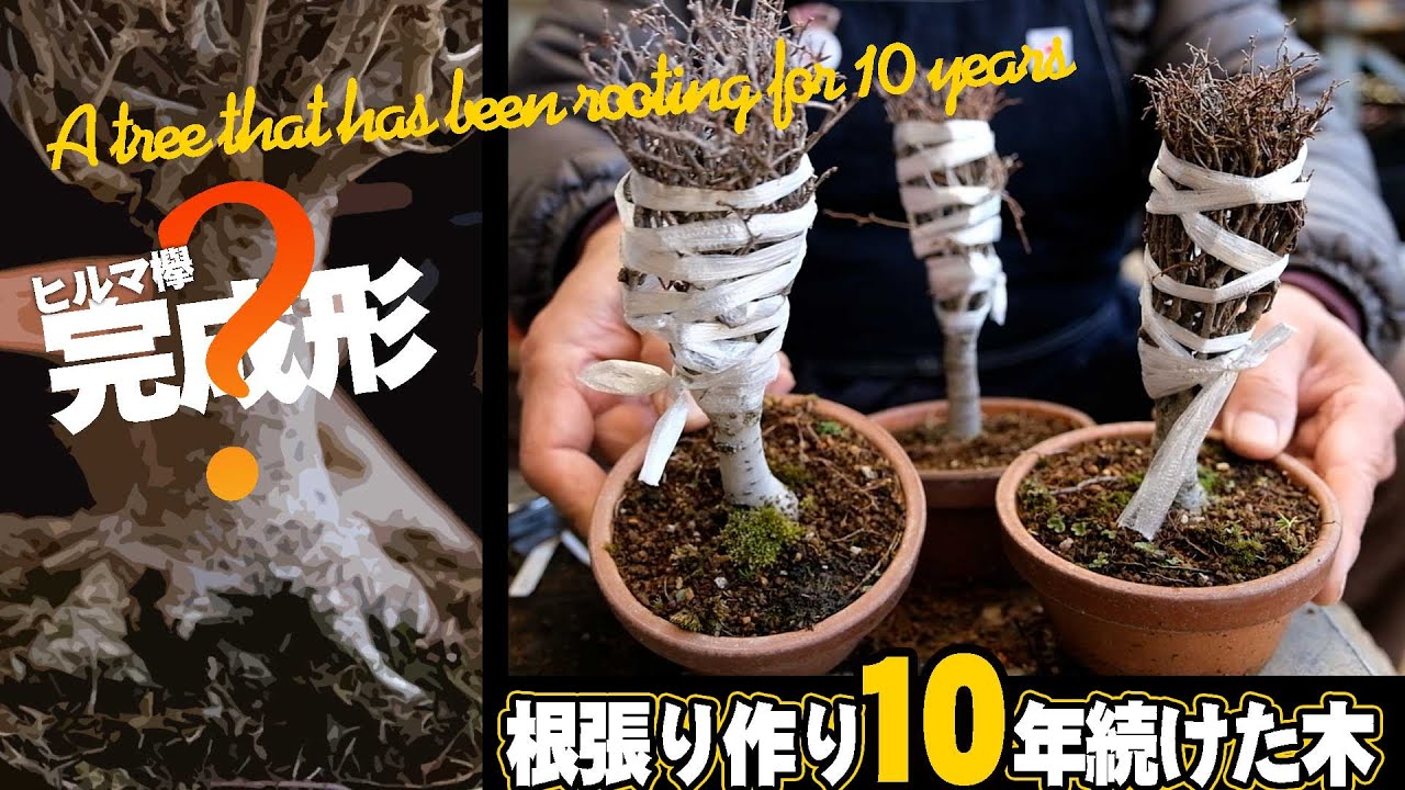 【欅】根張り作りを10年続けた木&理想形の欅を披露【盆栽Q】