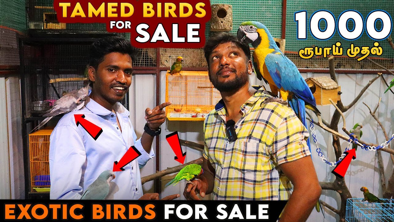 1000 ரூபாய் முதல் | Tamed Birds For Sale | Exotic Birds For Sale | bird farm in coimbatore |