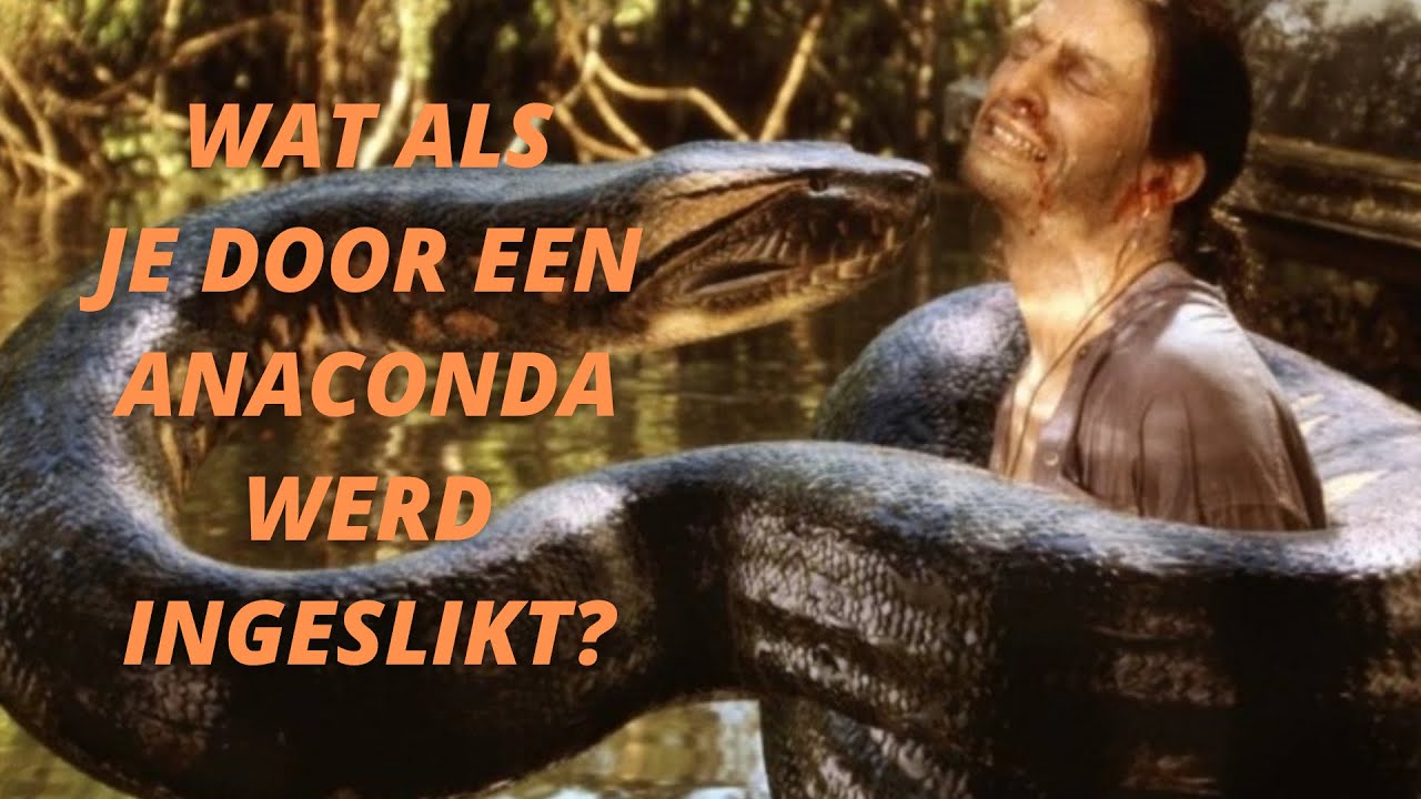 Wat als je door een anaconda werd ingeslikt?