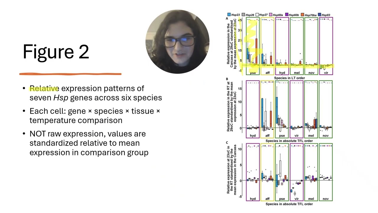 Drosophila HSP Expression