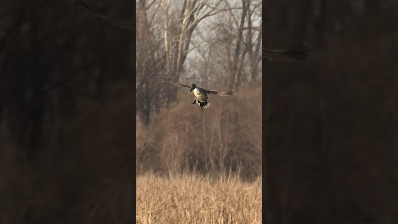 Beautiful pintail drake back flapping in !! #duck #waterfowler #birds #waterfowl #nature #pintail