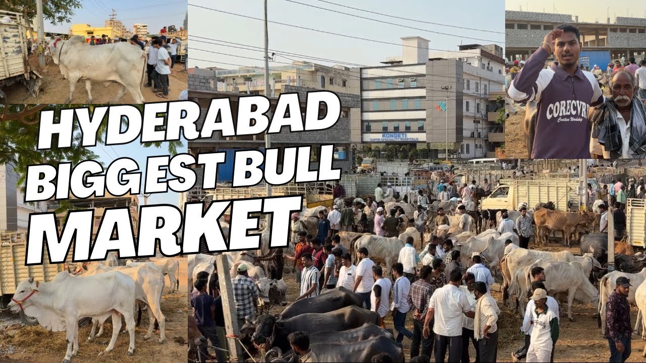 Going Hyderabad biggest bull market with friends 🤣 ❤️reality of Tukkuguda bull market￼✅