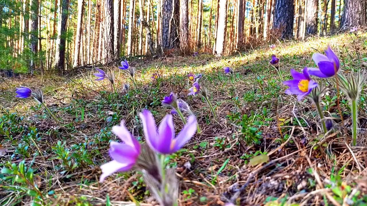 Звуки леса в формате 4K для успокоения 🌿 Умиротворяющее пение птиц и зелень для релаксации🌿