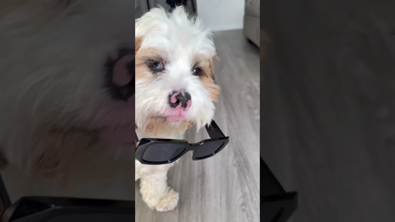 Top Secret Treat Drop Starts NOW! Only available at Walmart.com #TASTYBISCUITS