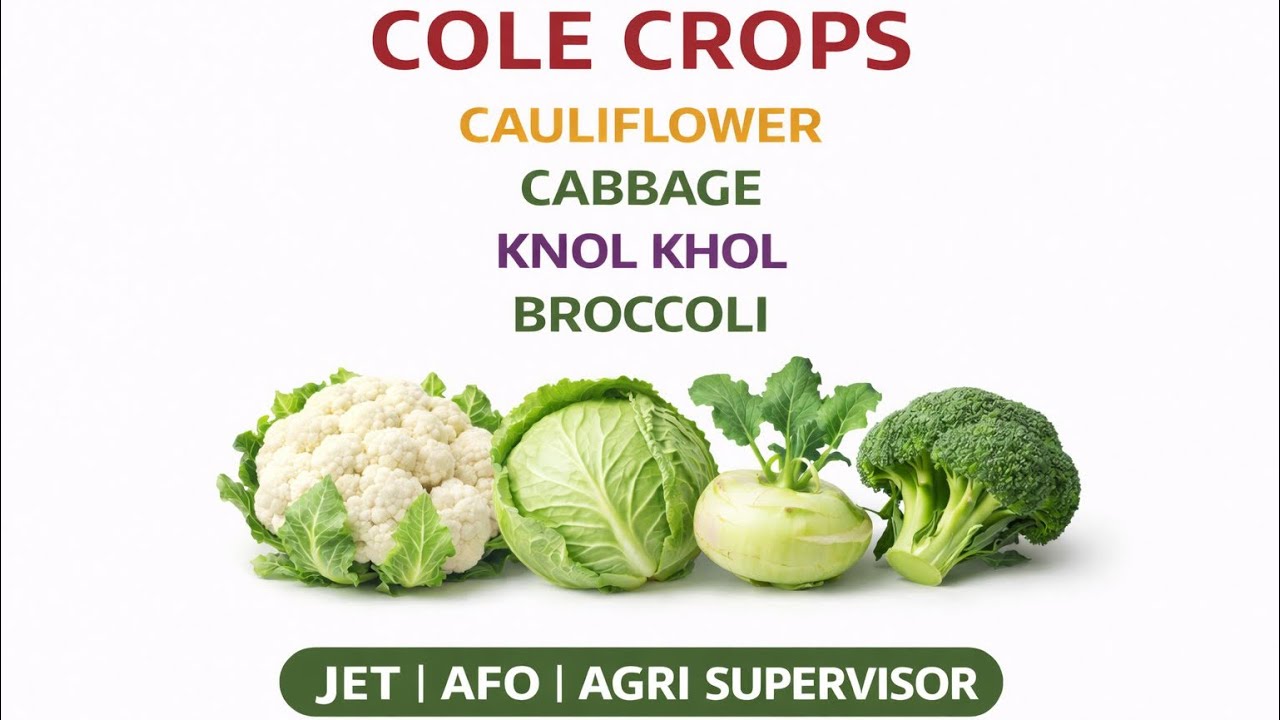 Cole Crops | Cauliflower | Cabbage | Knol Khol | Broccoli | Horticulture | JET | AFO | Ag Supervisor