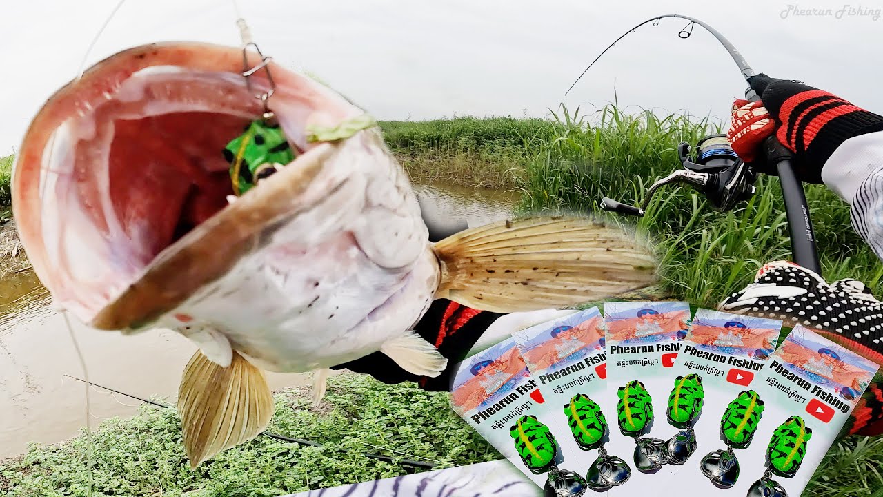 Topwater Frog ONLY Day Giant Snakehead Fishing | បបក់ត្រីជាមួយនុយជ័រ | របៀបលេងនុយជ័រ​របស់ខ្ញុំ