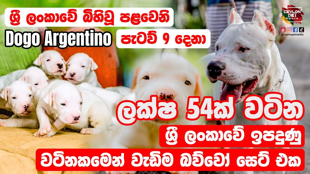 පැටව් ලක්ෂ ගණන් වටින ලංකවේ වටිනාම බල්ලෝ ජාතිය | Ceylon Pet Media