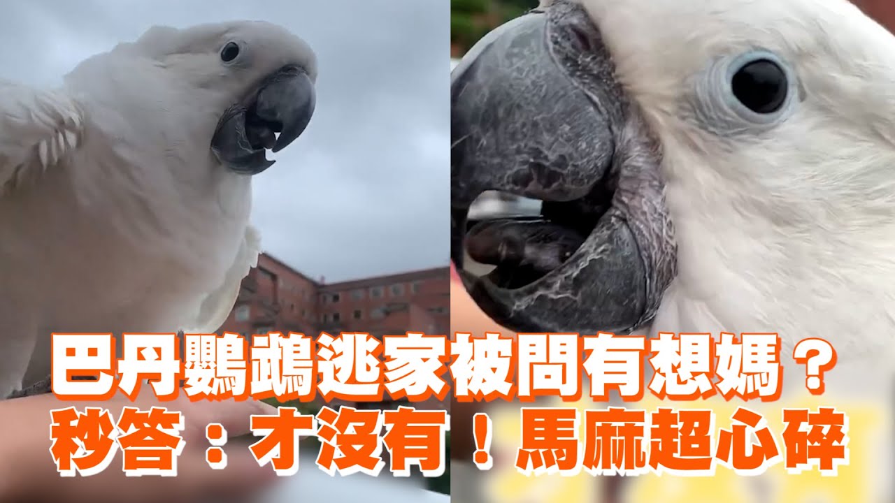 巴丹鸚鵡逃家被問有想媽？　秒答：才沒有！馬麻超心碎 ｜#寵物雲