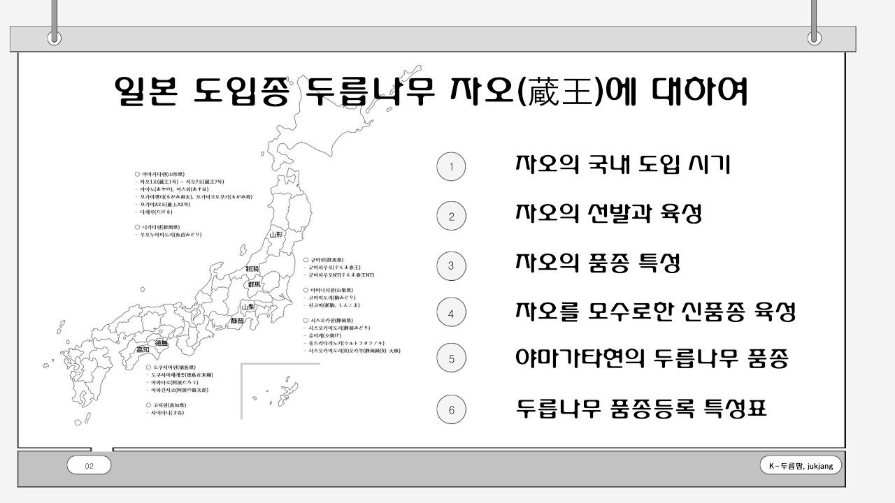 일본 도입종(導入種)두릅나무 자오(蔵王, ざおう)에 대하여