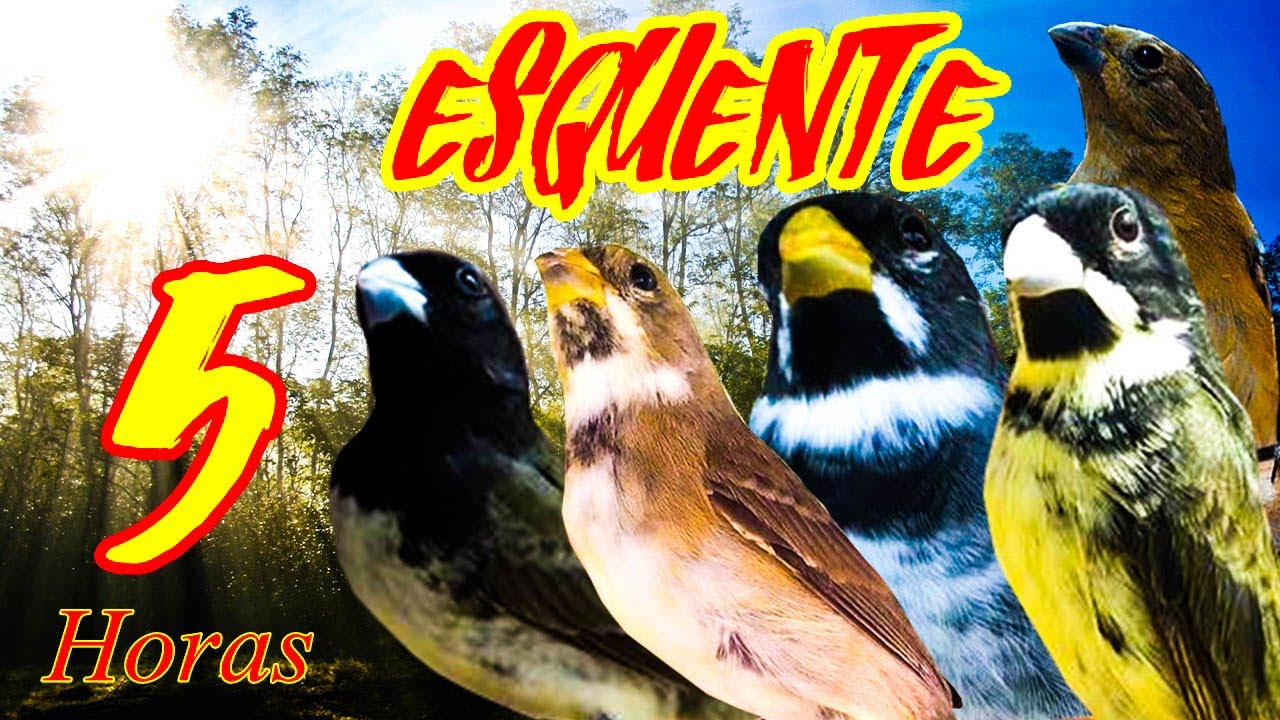 Esquente seu Coleiro em 5 horas (O MELHOR DO YOUTUBE!)