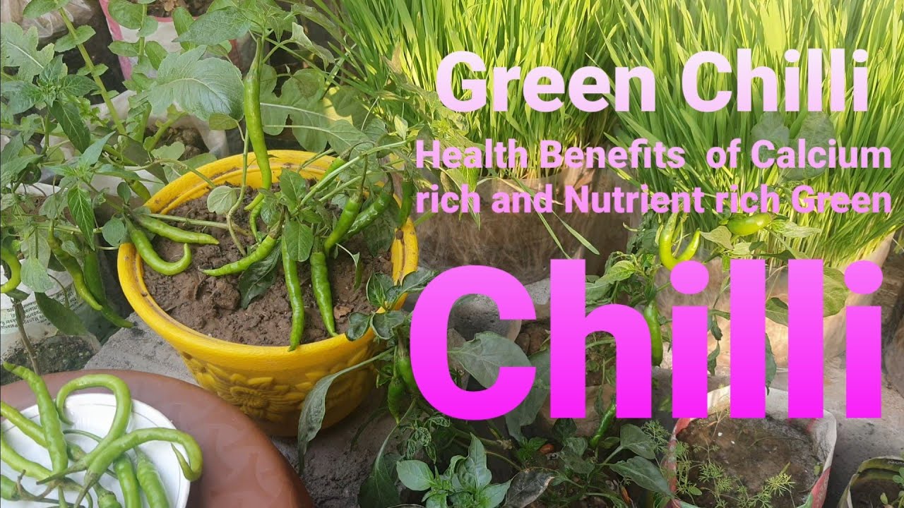 Green Chilli - Health Benefits of  Calcium rich, Nutrient  rich Green Chilli.
