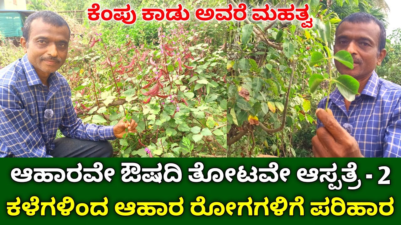 ಆಹಾರವೇ ಔಷದಿ ತೋಟವೇ ಆಸ್ಪತ್ರೆ - 2 | ಕೆಂಪು ಕಾಡು ಅವರೆ | Wild Edible Plants | Edible Weeds In Kannada