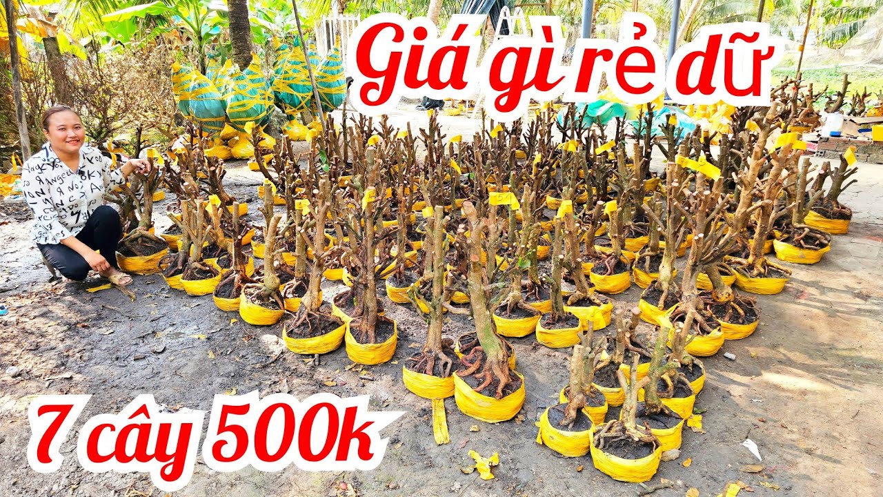 Em Thắm 📲 0327347301 giá rẻ làm quen mai Giảo Thủ Đức đế đẹp giá rẻ 20/3 Chợ Gạo (@MaivàngQuêdừa)