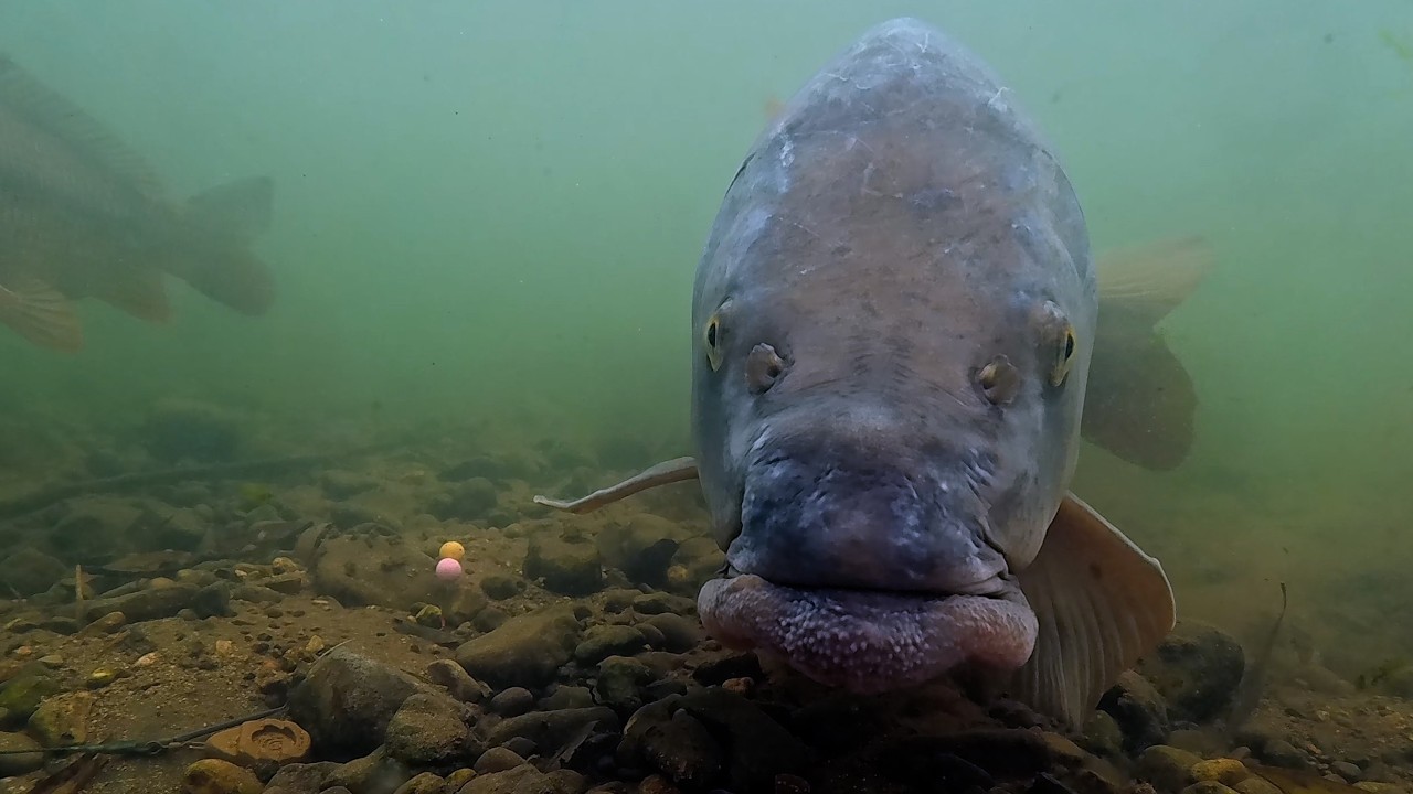 These Carp Outsmarted My Rig... Until This Change!