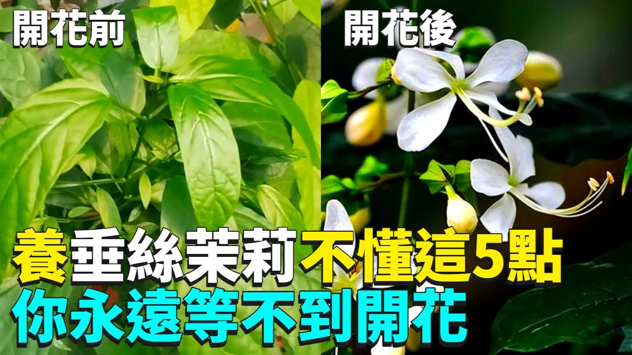 垂絲茉莉黃葉焦尖怎麼辦？為什麼你的垂絲茉莉會枯葉、掉葉？答案全在這！|禪藝綠植工作室