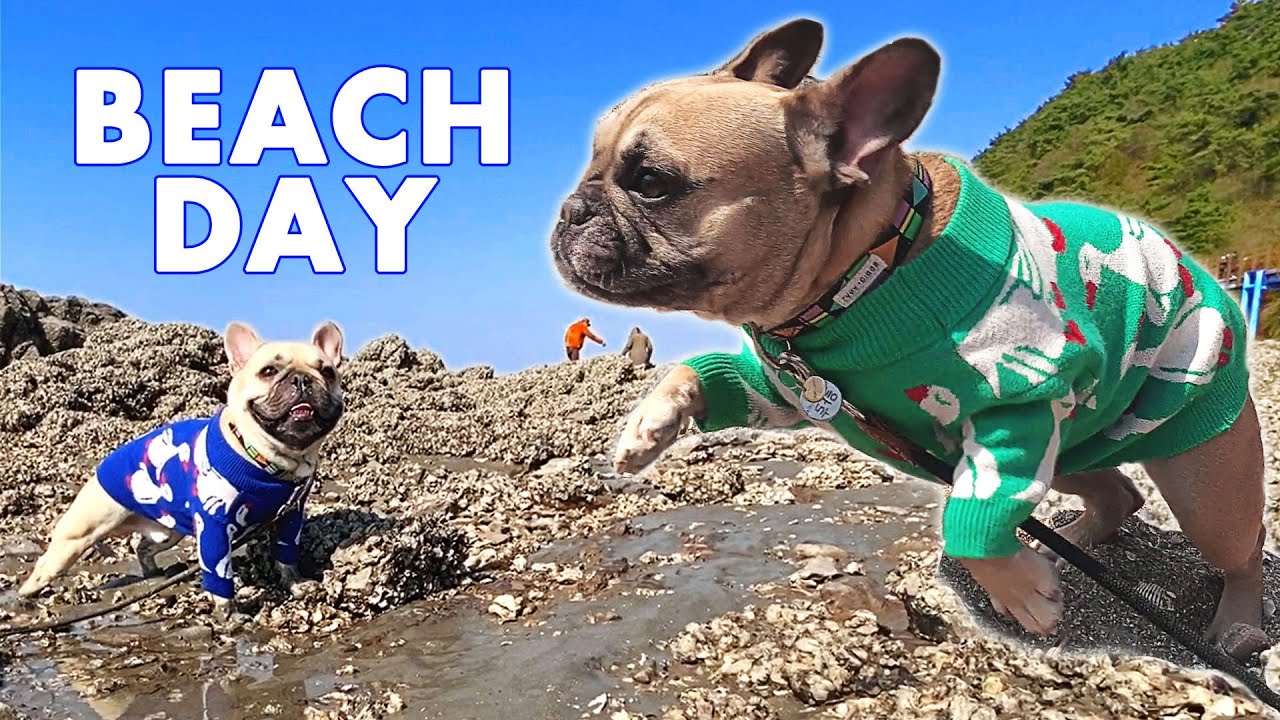 My Dogs Visit A Beach On An Island | Griffin Frenchie Vlog 강아지랑 제부도 놀러가기!