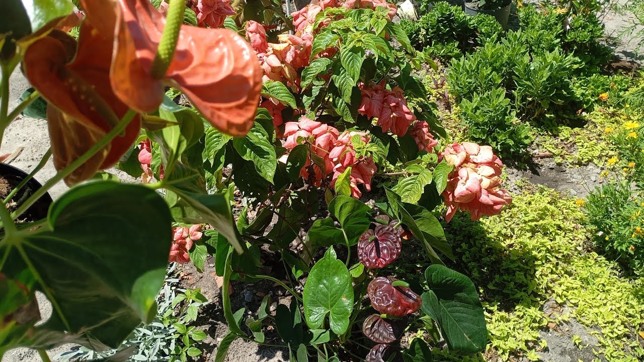 Plantas Lindas que florescem o ano todo, comprei flores,Transformei Meu Jardim, plantas,folhagens