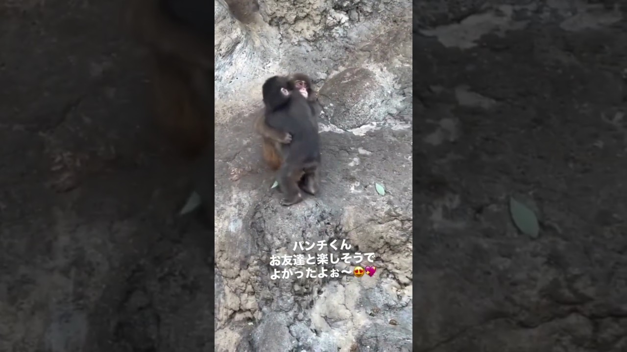 Punch Monkey Finds a REAL Friend to Cuddle