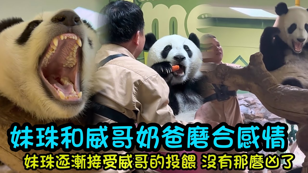 1月28日  妹珠打哈欠，威哥進場和妹珠培養感情，妹珠逐漸接受了新飼養員威哥#panda #cutepanda  #熊貓妹珠