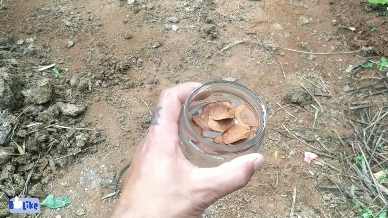Como plantar Mogno Africano