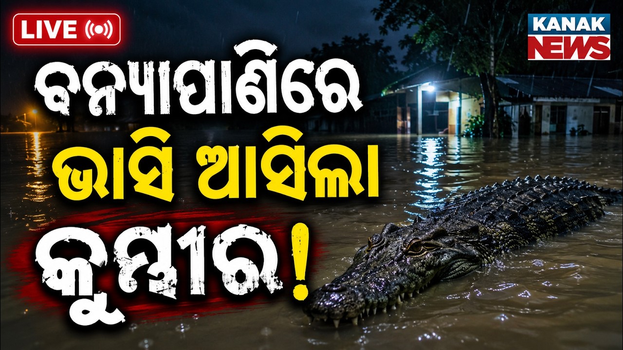 🔴ବନ୍ୟା ପାଣିରେ ଭାସି ଆସିଲା କୁମ୍ଭୀର ! Crocodile Swept into Residential Area via Floodwater