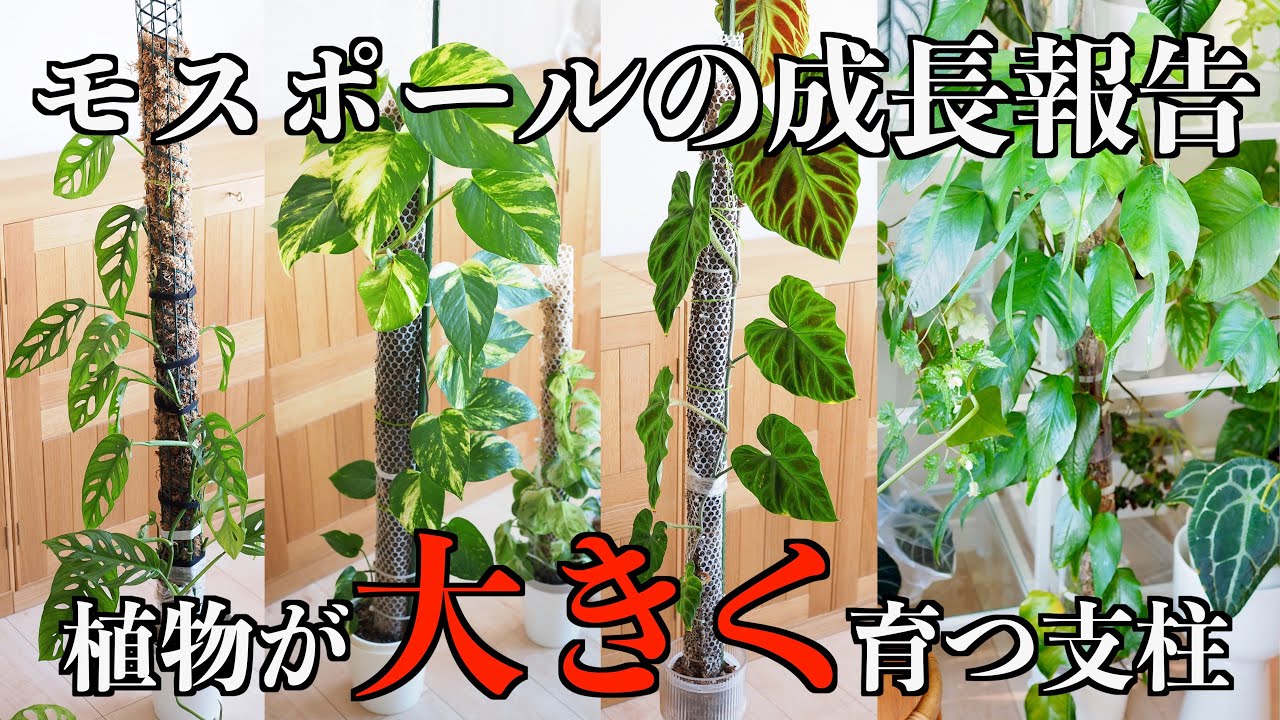 【モスポール】植物を大きく育てる水苔支柱｜モンステラ｜ポトス｜フィロデンドロン【観葉植物】
