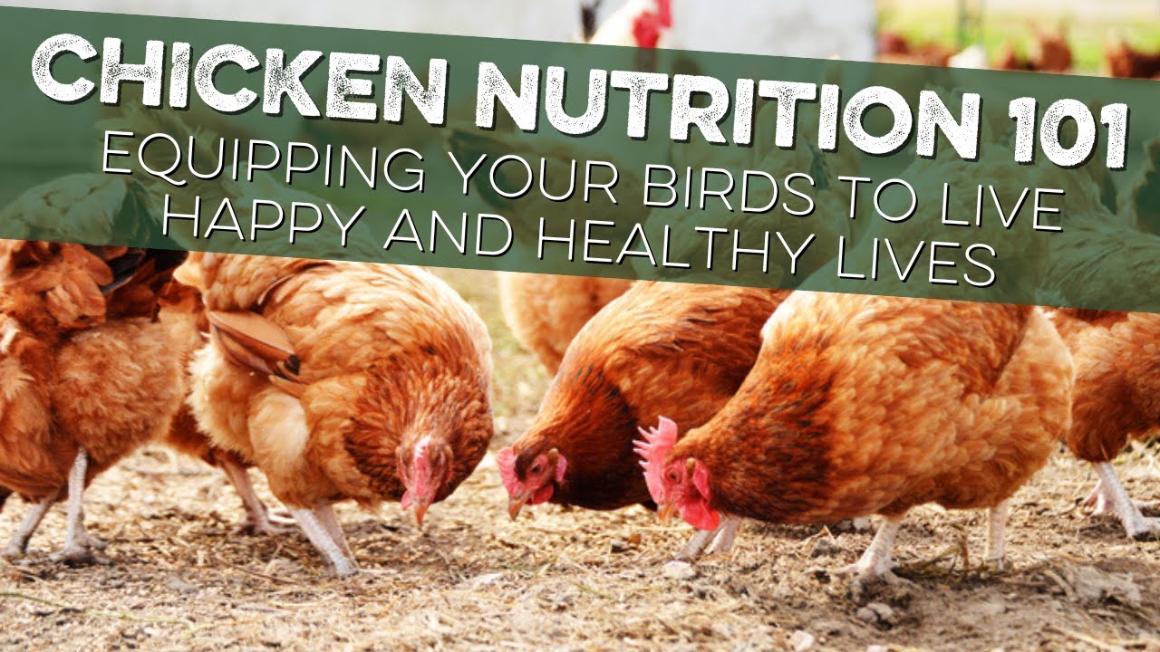 Nutrition for Chickens 101: What you Need to Know about your Chickens' Feed!