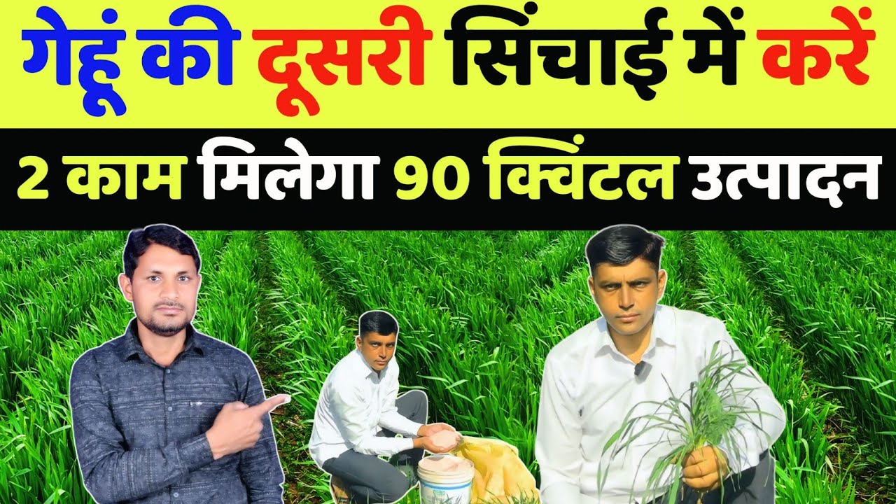 गेहूं में दूसरी सिंचाई कब करें | gehu me dusra khad kab dale | gehu me dusra pani kab de