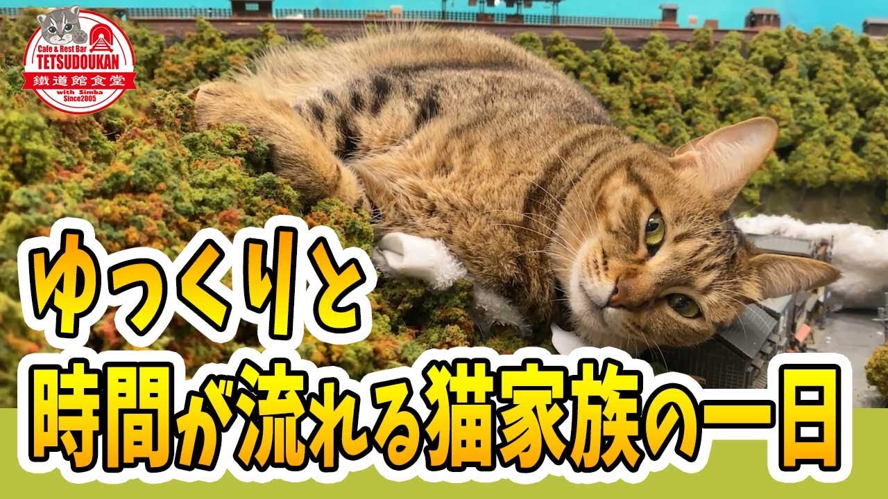 【癒しhug💕】あなたもhugされませんか？ゆっくりと時間が流れる猫家族の一日/2021年5月7日のジオラマ食堂