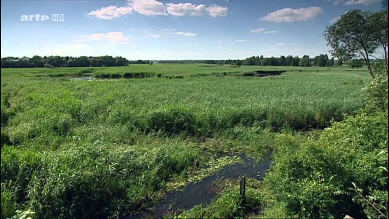 Steffens entdeckt Polen  Europas letzter Urwald - Doku Deutsch über Polen