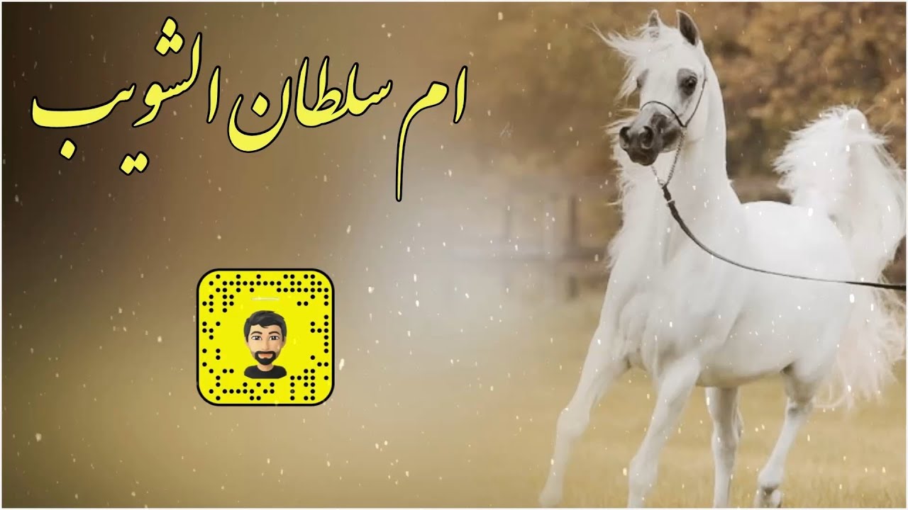 شيلة : ام سلطان الشويب - سعد محسن ( حصرياً ) 2026