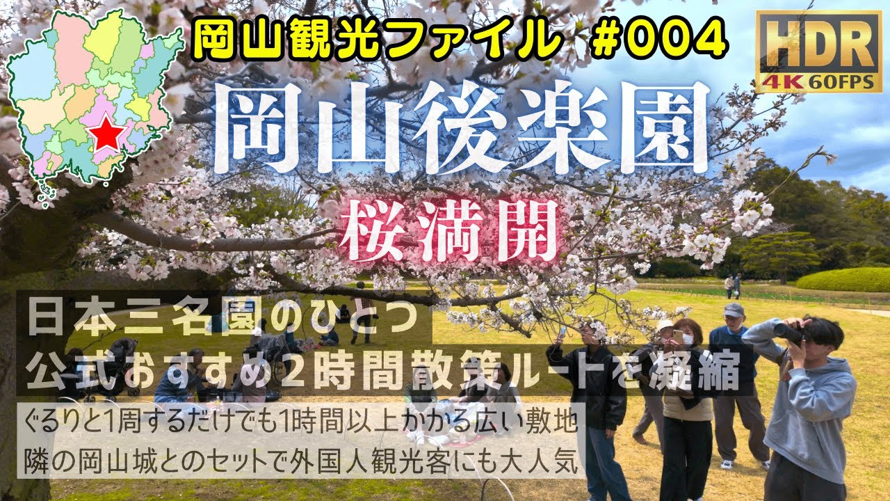岡山後楽園 桜満開 #岡山観光ファイル