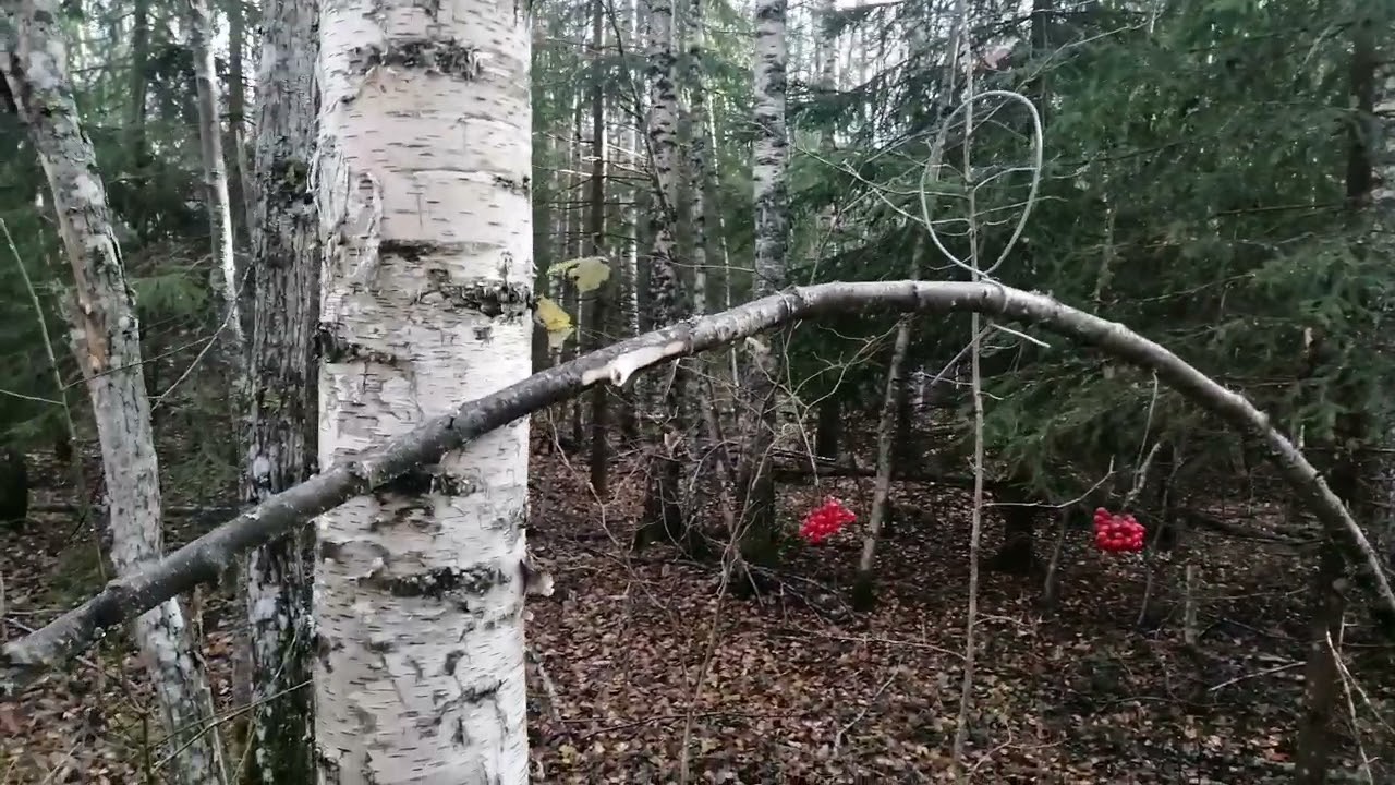 Проверка и доустоновка петель на рябчика Гуляю один.