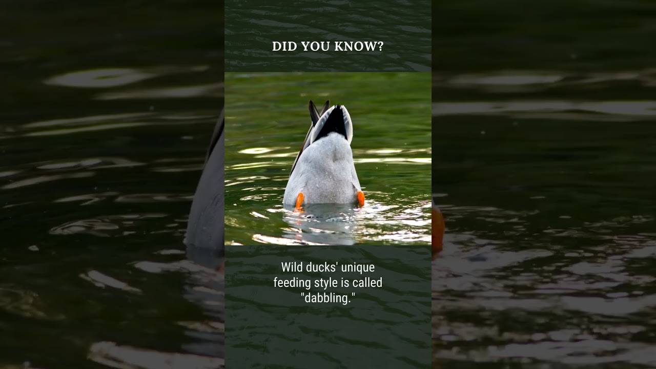 🦆💦 Dabbling: Ducks' Unique Feeding Style #didyouknow