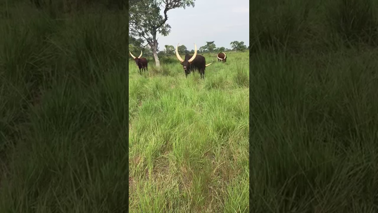 Bahima /Ankore bull mooing