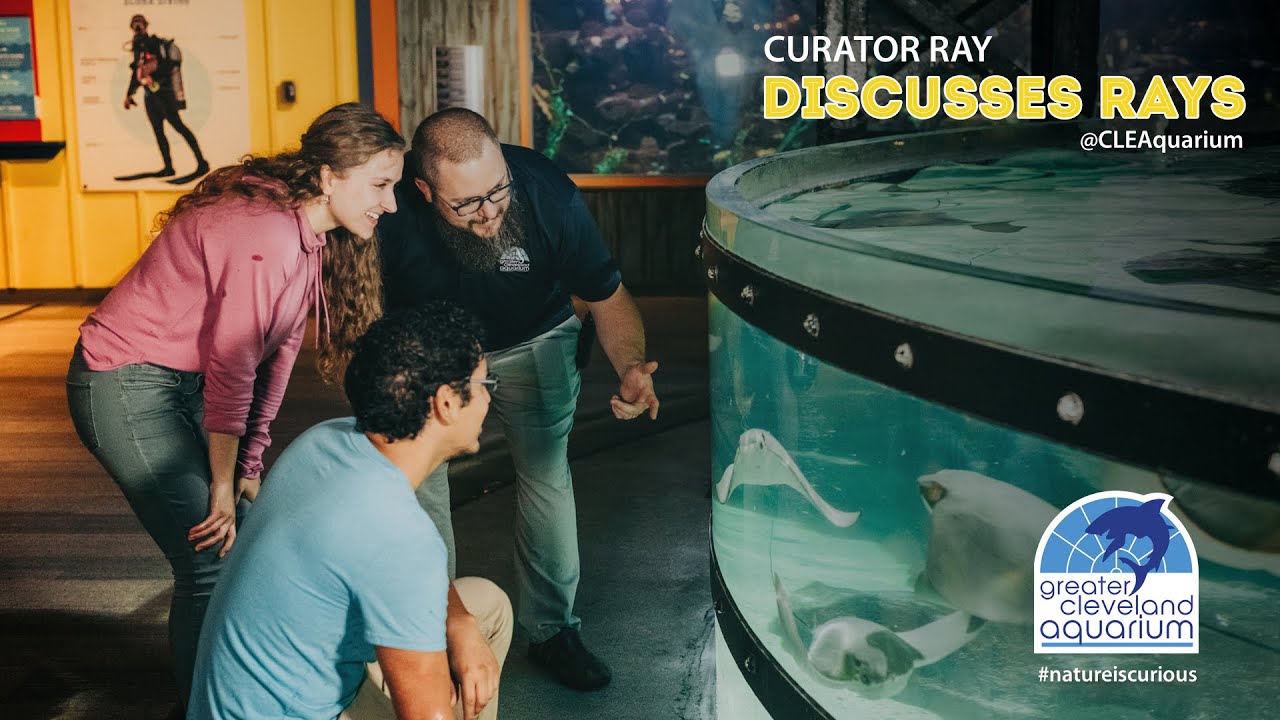 Are Stingrays Related To Sharks?