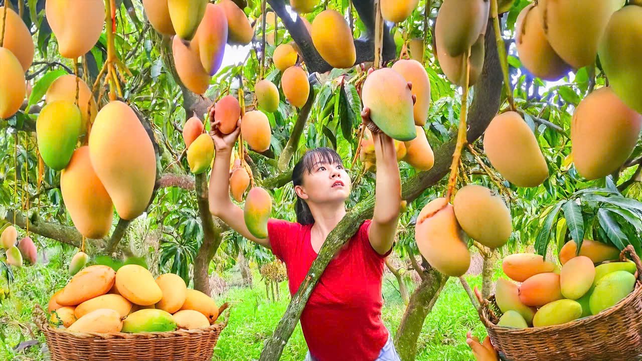 Rewind Timelapse: Giant Harvest of 1000+ Mangoes, Use 3-Wheeled Vehicle Go to Market