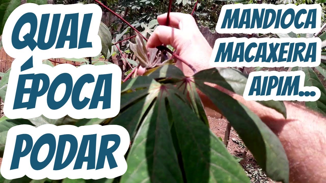 Qual melhor &eacute;poca m&ecirc;s para cortar fazer a poda dos Galhos de mandioca aipim macaxeira uaipi Manivas