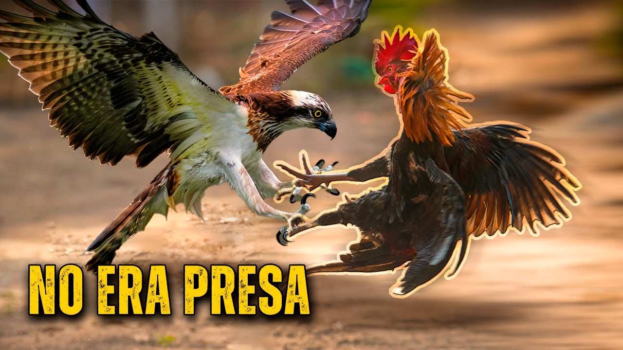 &Aacute;guila vs Gallo! Cuando la PRESA se Convierte en el CAZADOR
