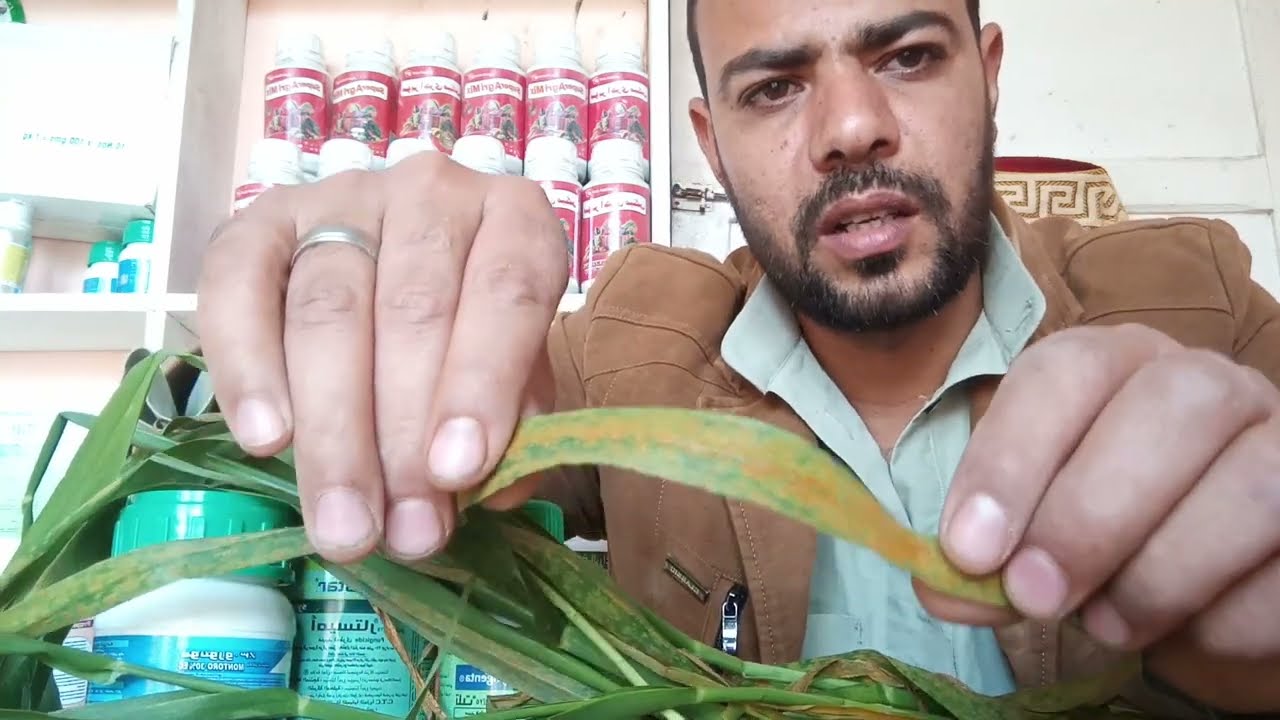 صدأ القمح أقوي و أحدث المبيدات المستخدمة في القضاء عليه @الزراعةببساطةوسهولة